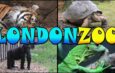 ロンドン動物園ウォーキングツアー