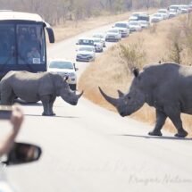 サイとサイがにらめっこ＝交通渋滞