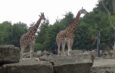 ダブリン動物園　ウォーキングツアー