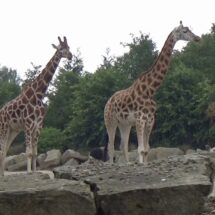 ダブリン動物園　ウォーキングツアー