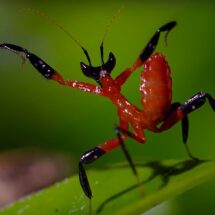 カンフーカマキリ！ハナカマキリの赤ちゃんとハエトリグモの戦い