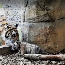 可愛い警報発令中！ ロンドン動物園の赤ちゃんトラの初めての外出