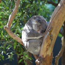 一度は行きたい！世界の動物園