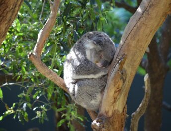 一度は行きたい！世界の動物園