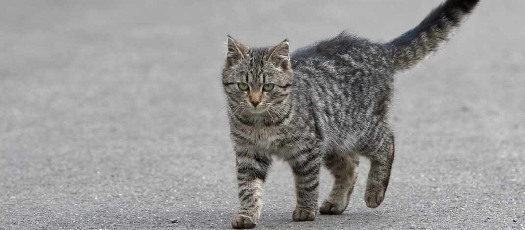 都市で見られる野生動物