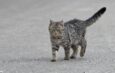 都市で見られる野生動物