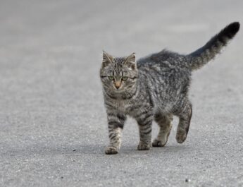 都市で見られる野生動物